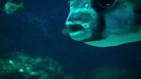 Japanese ‘Fugu’ fish, blowfish swimming  with school of tropical fish, close up
