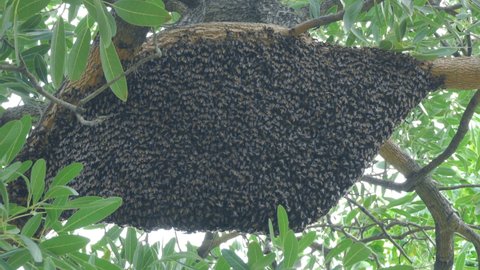 Large nests of bee giant hornet on the tree.