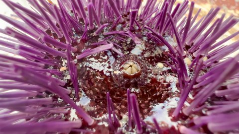 Close up sea purple urchin on the sandy seabed