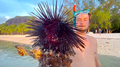 Man holds a sea urchin in his hand over the shallow ocean at low tide. Local fisherman holds in his hands a poisonous and dangerous black urchin with spikes