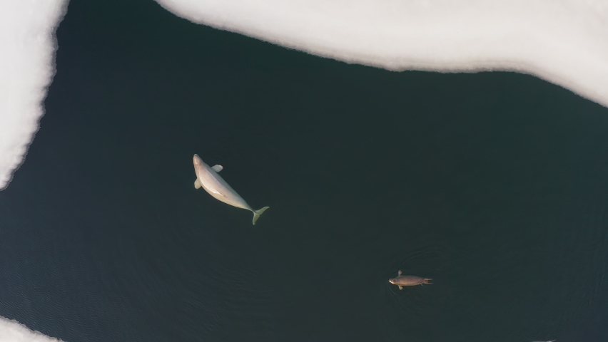 Beluga whale (Delphinapterus leucas) floats on the surface of the sea among ice floes with Far Eastern seals. Drone view. The concept of wild animals in nature in winter | Shutterstock HD Video #1086016577