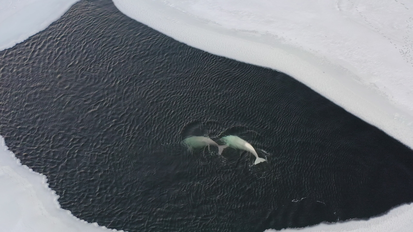 Two white whales (Delphinapterus leucas) float to the surface of the sea among ice floes at sunset. Whale breath. Drone view. The concept of wild animals in nature in winter | Shutterstock HD Video #1086016625