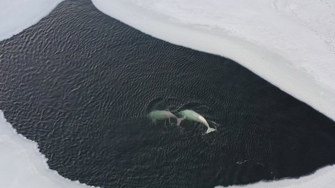 Two white whales (Delphinapterus leucas) float to the surface of the sea among ice floes at sunset. Whale breath. Drone view. The concept of wild animals in nature in winter