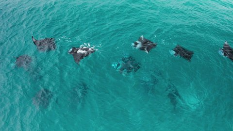 Scenic amazing flight over manta rays in the ocean in the Maldives