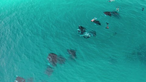 Scenic flight over reef manta rays in the ocean in the Maldives