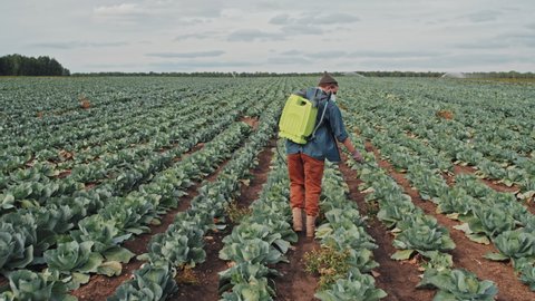 Tracking long back view shot of unrecognizable farm worker wearing protective mask spraying cabbage with pest and disease control liquid