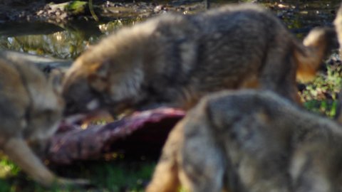 Wolf having meal hunting and eating wild meat