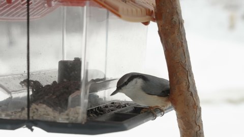 A black wood nuthatch bird getting a seed inside the bird feeder in Estonia
