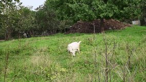 White goat grazes in the old apple tree garden eat grass and apples. Scratching his body. Rural landscape. Video with a static camera.