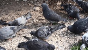 Blue pigeons eat cereals on stony soil. Video 4k static camera.