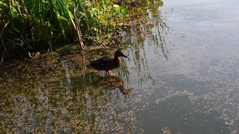 Wild duck on pond floating. Swampy pond with duckweed. Video static camera.