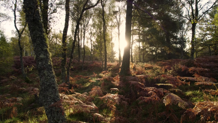Aerial drone footage flying slowly through a forest. Native Scots pine, birch trees and bracken in autumn at sunrise with shafts of light. Loch Kinord, Muir of Dinnet National Nature Reserve Scotland Royalty-Free Stock Footage #1086029090