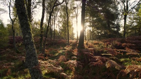 Aerial drone footage flying slowly through a forest. Native Scots pine, birch trees and bracken in autumn at sunrise with shafts of light. Loch Kinord, Muir of Dinnet National Nature Reserve Scotland