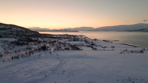 Herd of domesticated Caribou in winter pasture next to fjord; drone pullback