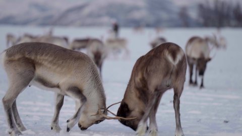 Two reindeer sparring in white winter landscape; Scandinavia countryside
