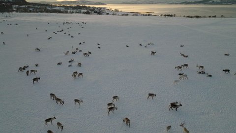 Scenery Of Reindeers Grazing On Deep Snow During Sunset In Northern Norway. Aerial Shot