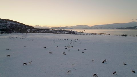 Reindeer herd on vast winter pasture, polar night; drone dolly out