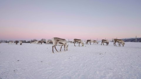 Domesticated reindeer grazing in winter pasture, pink glow at polar night