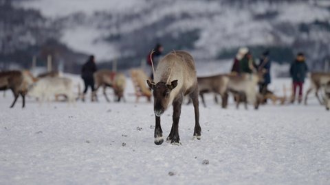 Domesticated reindeer herd in winter pasture, people in background; slowmo