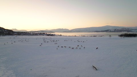 Aerial - snowy winter pasture with herd of domesticated Caribou; polar night