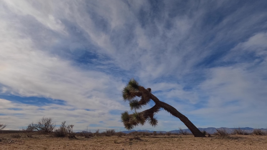 All day and sunset time lapse in the Mojave Desert with a bent and gnarled Joshua tree in the foreground Royalty-Free Stock Footage #1086030857