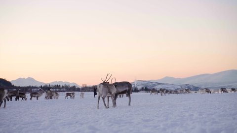 Caribou in winter pasture outside Tromso, Norway; low angle static