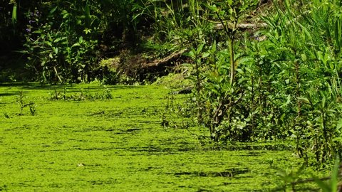 Many frogs leap in vibrant green duckweed pond, static shot