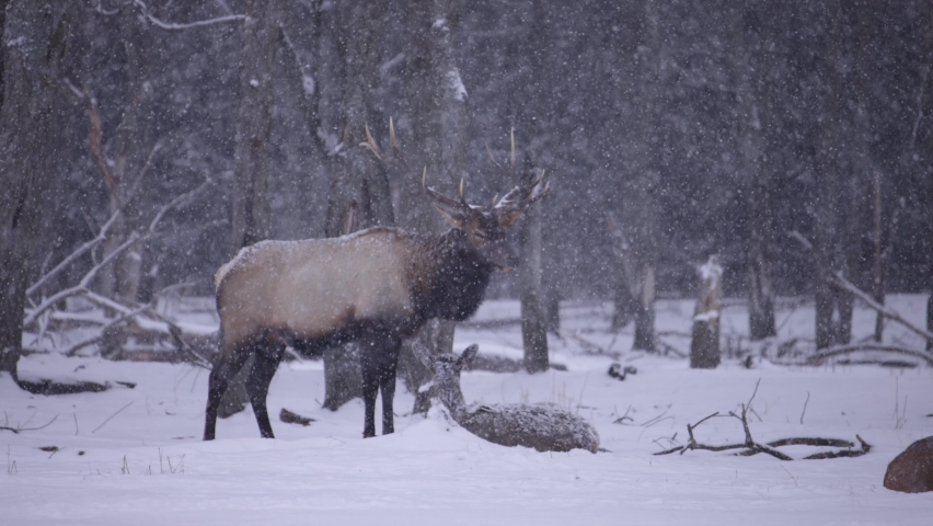 Elk deer and herd surviving the cold winter in cinematic slow motion Royalty-Free Stock Footage #1086031148