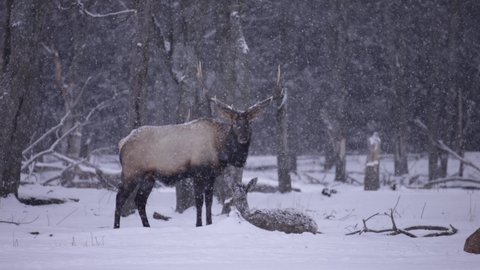 Elk deer and herd surviving the cold winter in cinematic slow motion