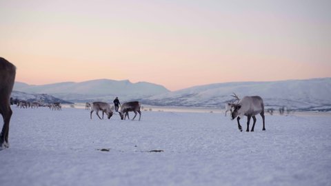 Person walks among domesticated reindeer in their winter pasture