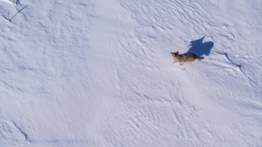 coyote running through deep powder snow and fields to survive the cold winter Royalty-Free Stock Footage #1086032090