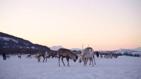 People interacting with domesticated Caribou; snowy winter landscape