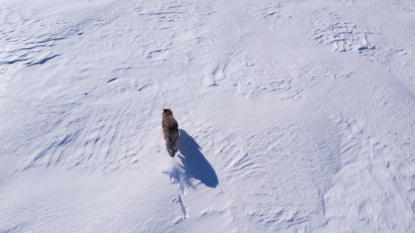 coyote running through deep powder snow and fields to survive the cold winter Royalty-Free Stock Footage #1086032423