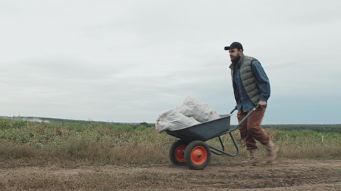 Long shot of young adult man with beard on face working on farm field pushing cart with heavy sack of potatoes