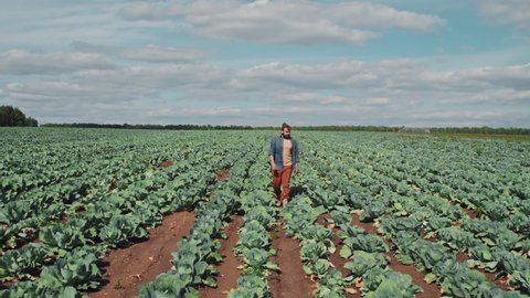 Tracking long shot footage of modern young adult farm worker walking along cabbage field rows