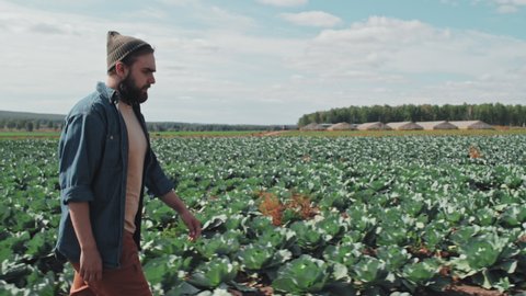Side view tracking shot footage of young adult Caucasian farm worker walking along cabbage field rows