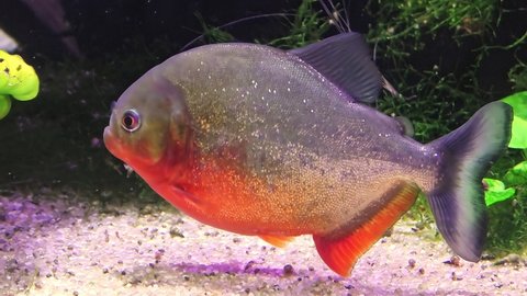Close up of Red-bellied piranha in a fish tank. Pygocentrus nattereri species native to South America, especially in Amazon, Paraguay and Brazil rivers and lakes. Side view