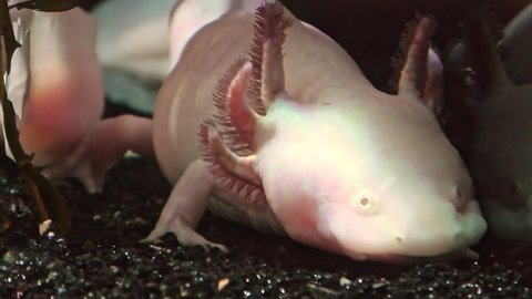 Close up of Axolotl in the tropical aquarium. Ambystoma mexicanum species. A Mexican salamander living in several lakes around Mexico city, especially in Lake Xochimilco.