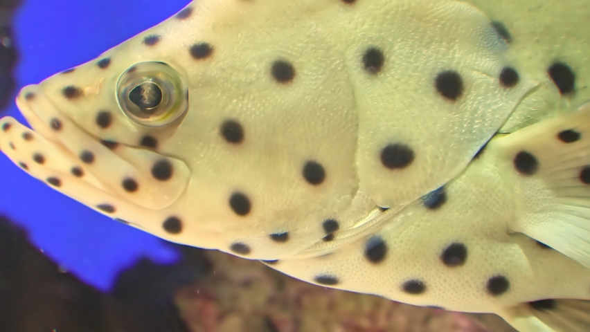 Close up of Humpback grouper or panther grouper in coral reef. Cromileptes altivelis species living in Western Pacific Ocean.