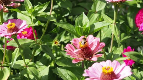 Two Bumblebees Collect Nectar from Purple and pink flower. Bumble Bee Pollinates Flowering Plant Echinacea Purpurea