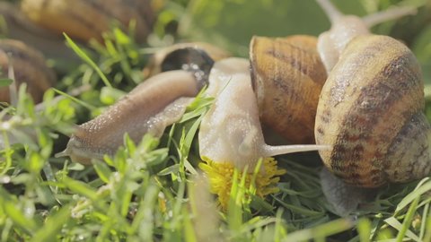 Snail in the garden. Snail in natural habitat. Snail farm. Snails in the grass. Growing snails.