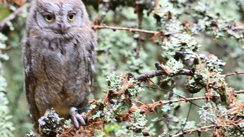 The Eurasian scops owl ,Otus scops, European scops owl in forest