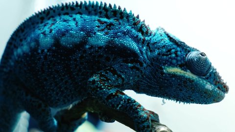 Amazing Panther chameleon Furcifer pardalis very colorful in its habitat resting on a branch with mysterious electric blue color. Exotic camouflaged animal winks and blinks one eye in a close shot.