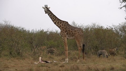 
Giraffe mother guarding her partly eaten baby from hyenas.