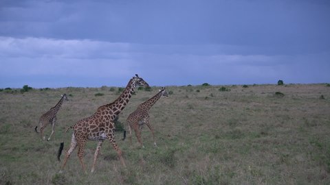 
Masai giraffes running across the camera