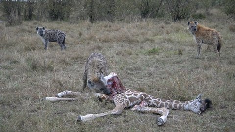 
Hyenas eating a baby giraffe are chased away by the mother.