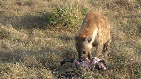
Hyena eating a skin of a wildebeest.