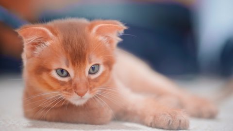 Cute beautiful ginger kitten lies. Fluffy friends. Pet. Abyssinian cat.