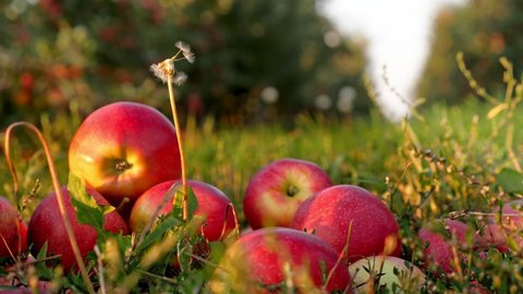 apple harvest. apple garden. close-up. red, ripe, juicy apples lie scattered in the grass, on background of beautiful apple orchard. at sunset, in sun flare. organic fruit. eco garden. Gardening
