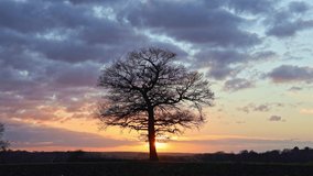 Time lapse of a solitary Oak tree from late afternoon to sunset showing dramatic cloudscapes. Hertfordshire. UK. - Powered by Shutterstock - Get 15% off with code: PIKWIZARD15